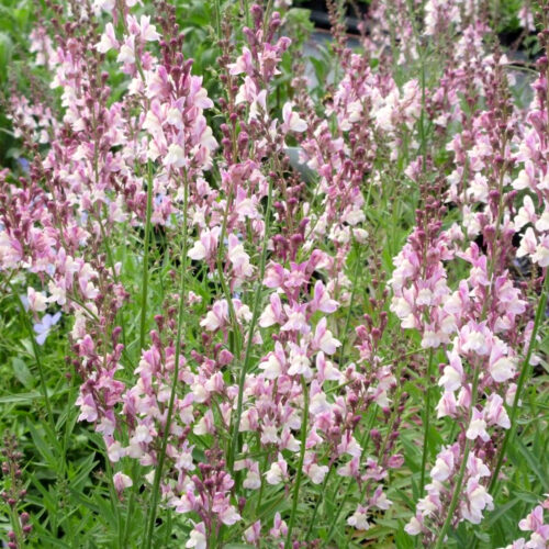 Rosafarbenes Hohes Leinkraut , Linaria purpurea ‘Dial Park’