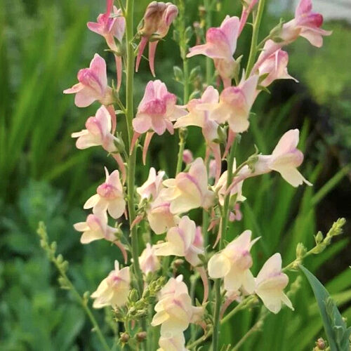 Linaria hybride ‘Peachy’ Pfirsich-Leinkraut