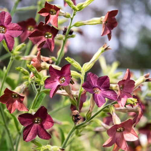 Tabakpflanze mit Blüten in Aubergine Nicotiana langsdorffii 'Bronze Queen'