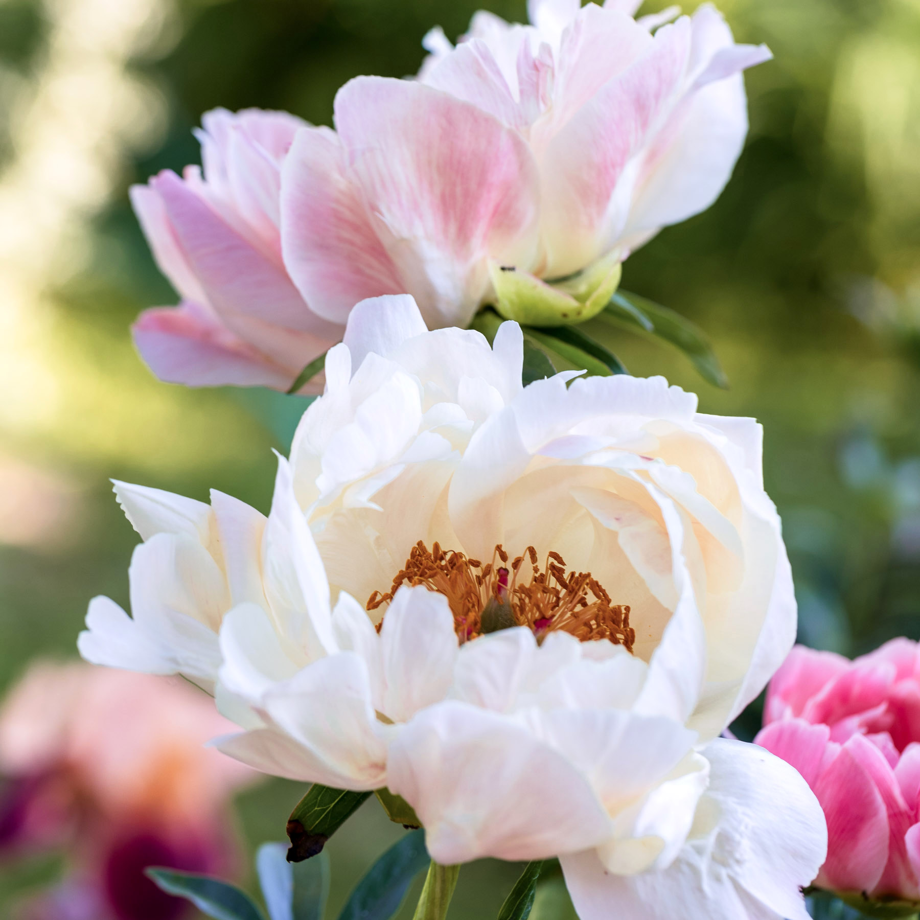 Lachsfarbene, pinke Pfingstrose Paeonia x hybrida 'Coral Sunset