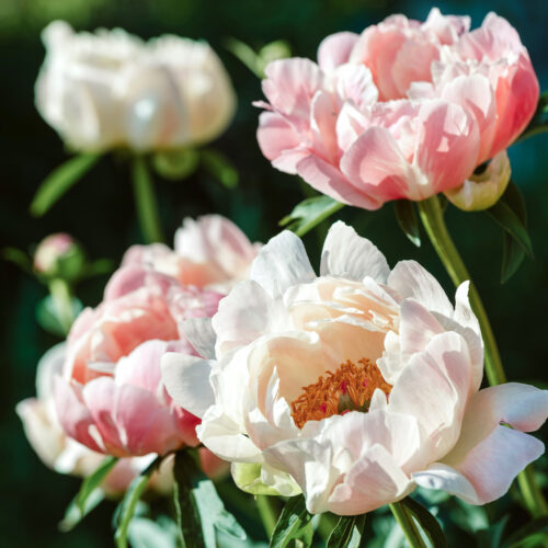 Lachsfarbene, pinke Pfingstrose Paeonia x hybrida 'Coral Sunset'