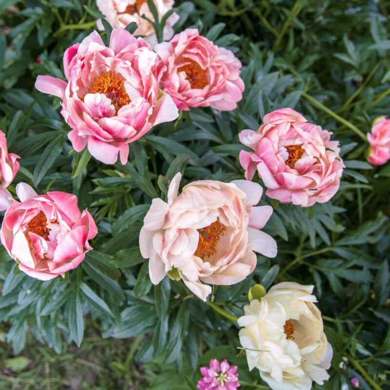 Lachsfarbene, pinke Pfingstrose Paeonia x hybrida 'Coral Sunset'