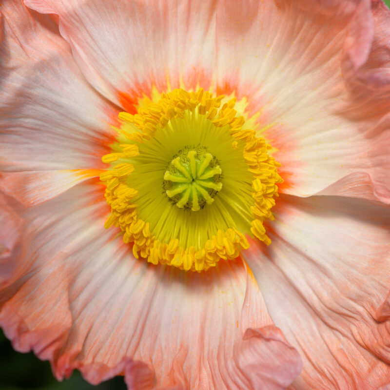 Einjähriger Islandmohn Blüte Papaver nudicaule 'Colibri Rosa Chiaro Pastello’