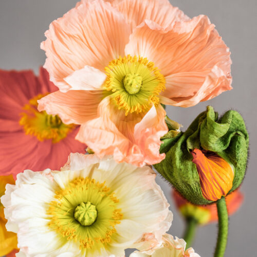 Papaver nudicaule 'Colibri Rosa Chiaro Pastello’ Islandmohn