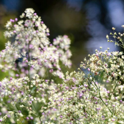 Riesen-Wiesenraute in zartlila, Thalictrum Hybride ‘Elin’