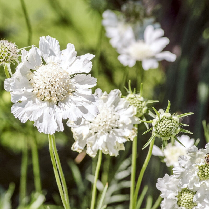 Weiße, mehrjährige Skabiose Scabiosa caucasica 'Perfecta Alba'