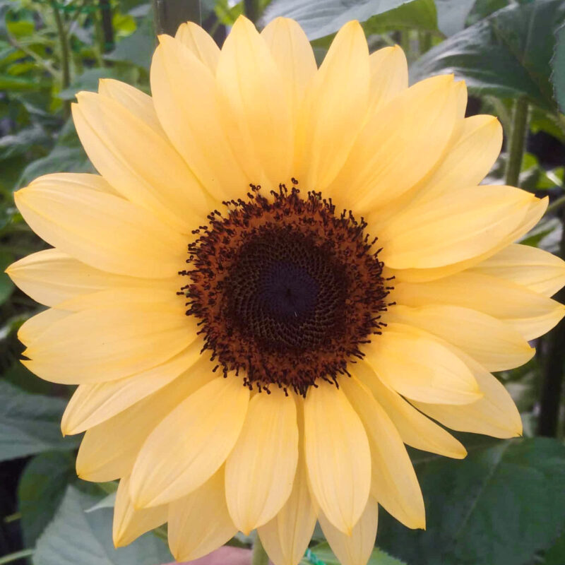 Pfirsichfarbene Sonnenblume, Helianthus annuus 'Pro Cut Peach'