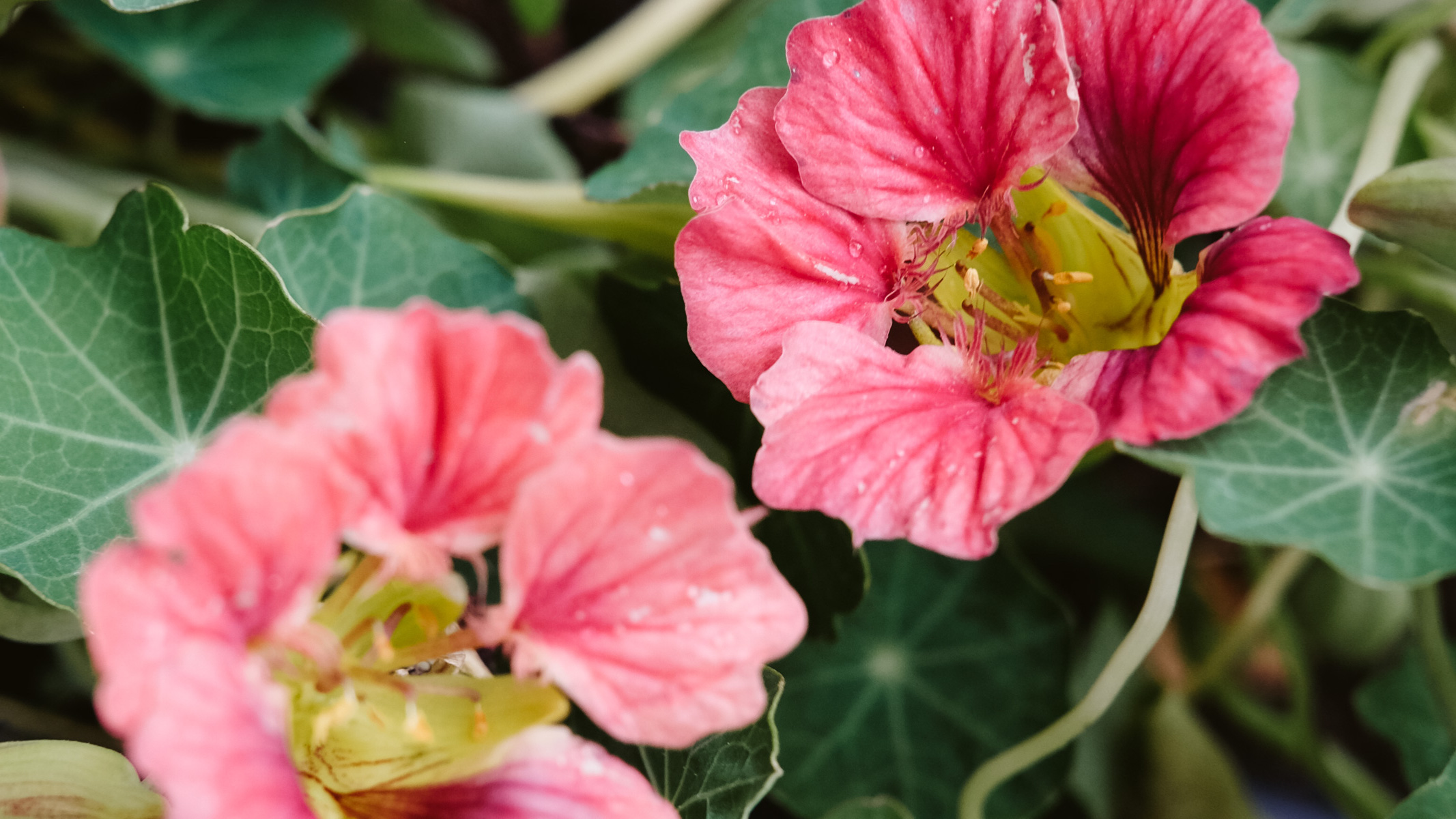 Tropaeolum majus 'Ladybird Rose' Blumensamen Saatgut Schnittblumen Essbare Blumen Blüten