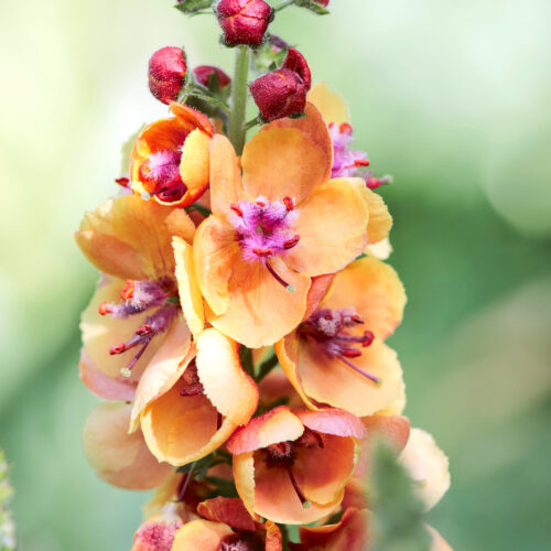 Pfirsichfarbene Königskerze, Verbascum Clementine