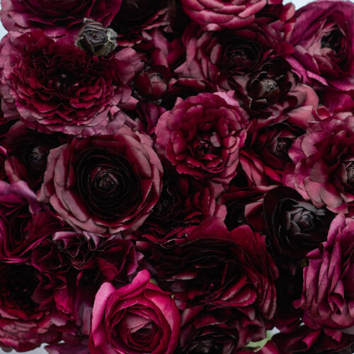 Ranunkel 'Amandine Black' (Ranunculus)