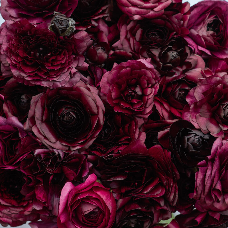 Ranunkel 'Amandine Black' (Ranunculus)