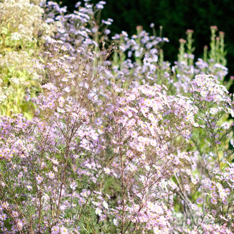 Aster pringlei 'Pink Star' (Myrtenaster) – Bild 2