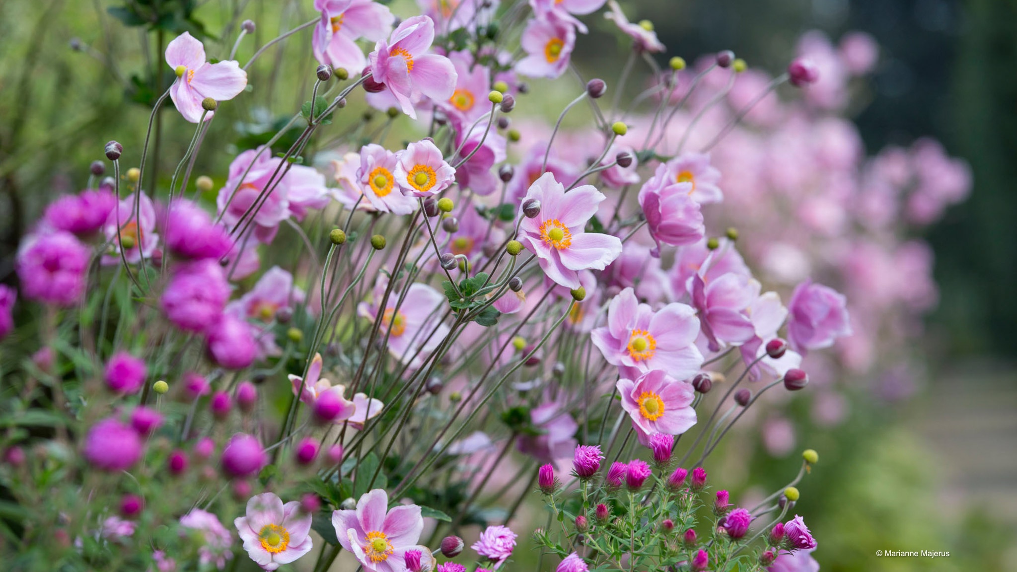 Herbstanemone Rosa
