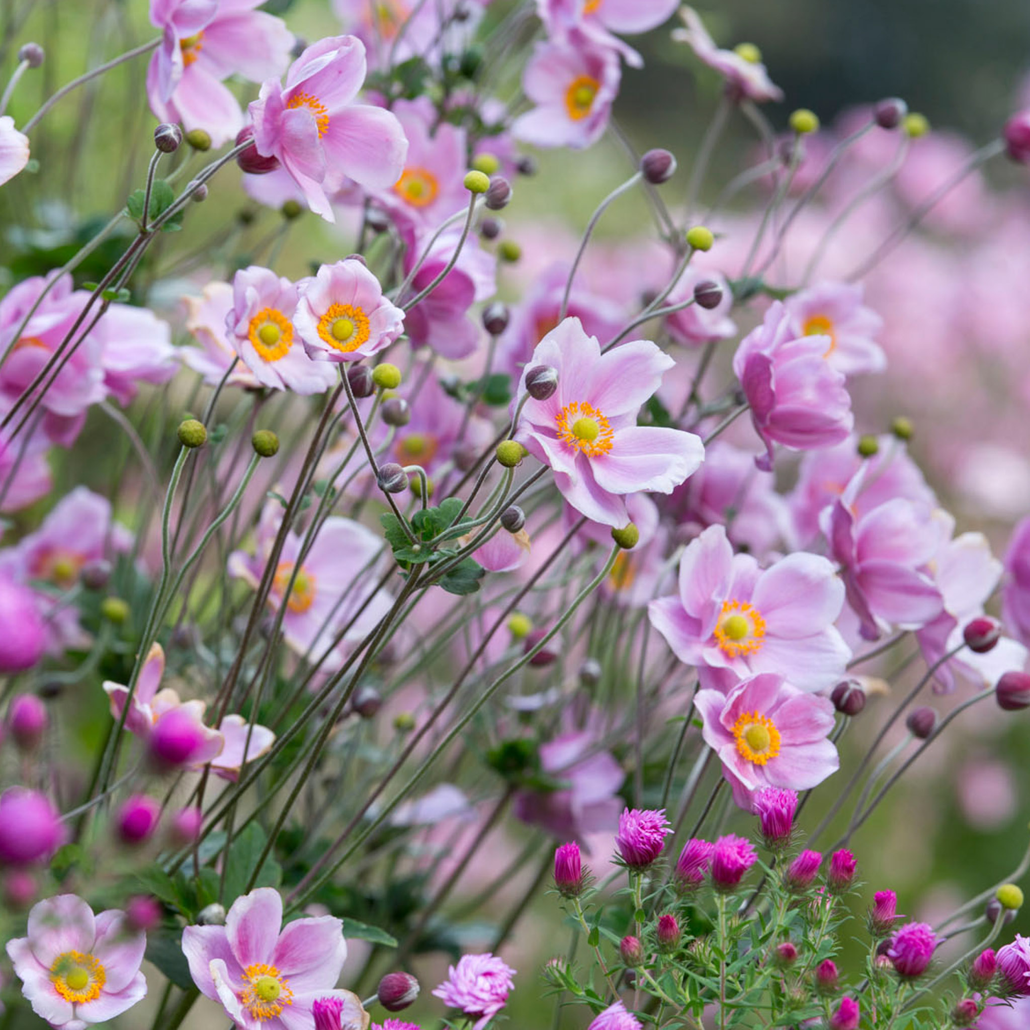 Herbstanemonen rosa