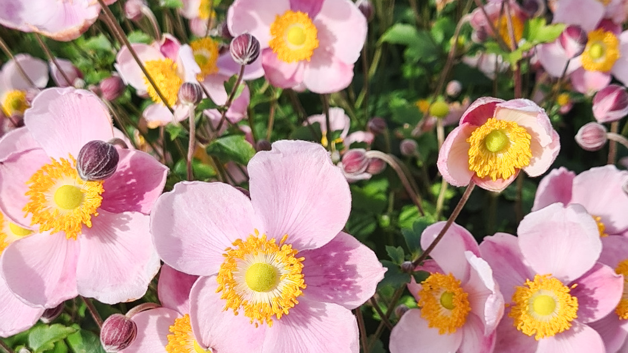 Herbstanemonen rosa