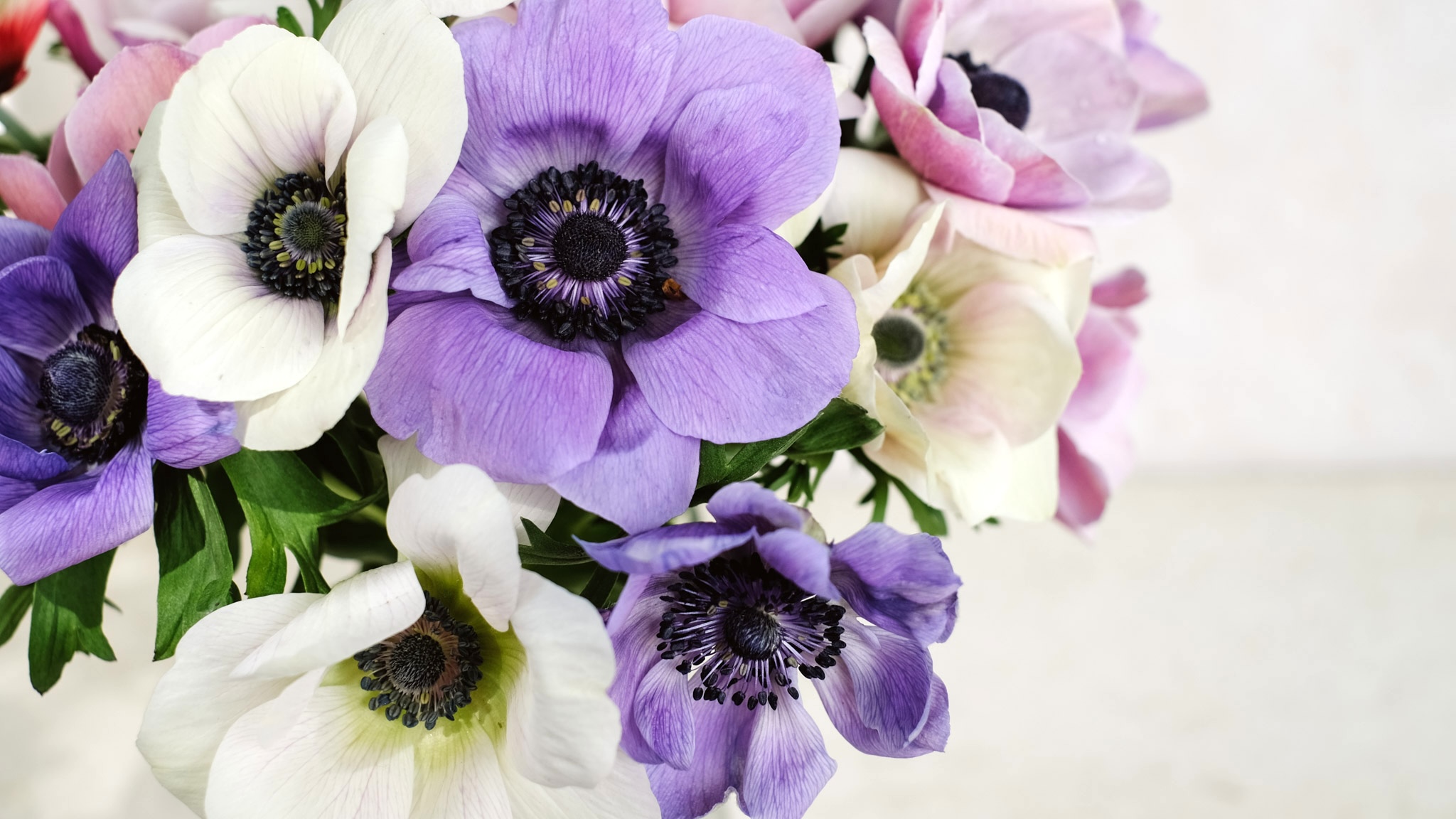 Anemonen