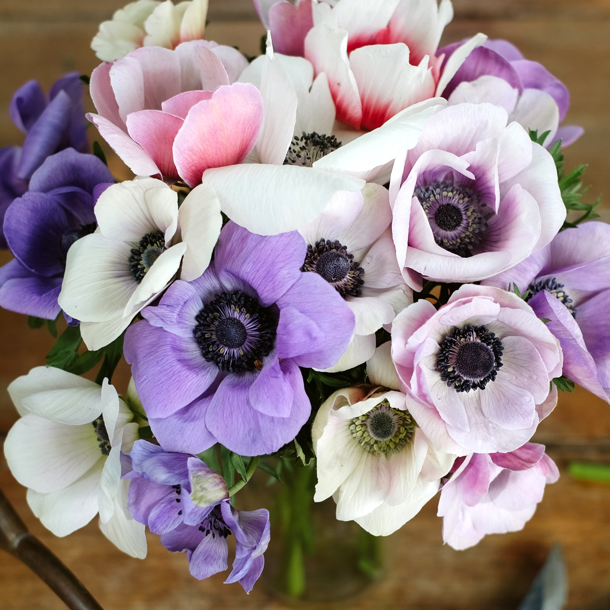 anemonen