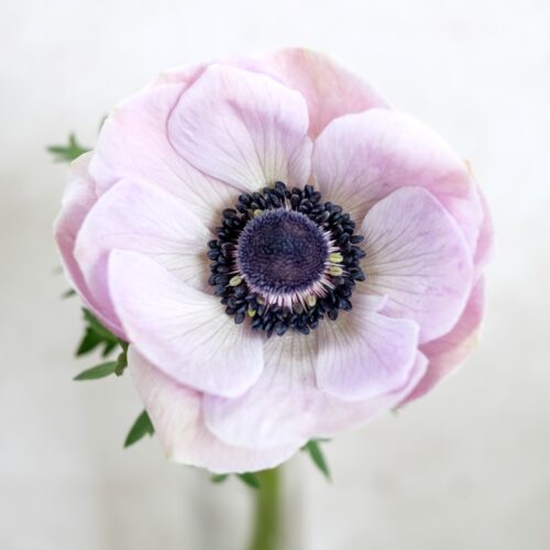 Kronen-Anemone 'Mistral Plus® Rarity'