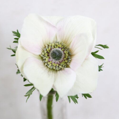 Kronen-Anemone 'Mistral Plus® Bianco'