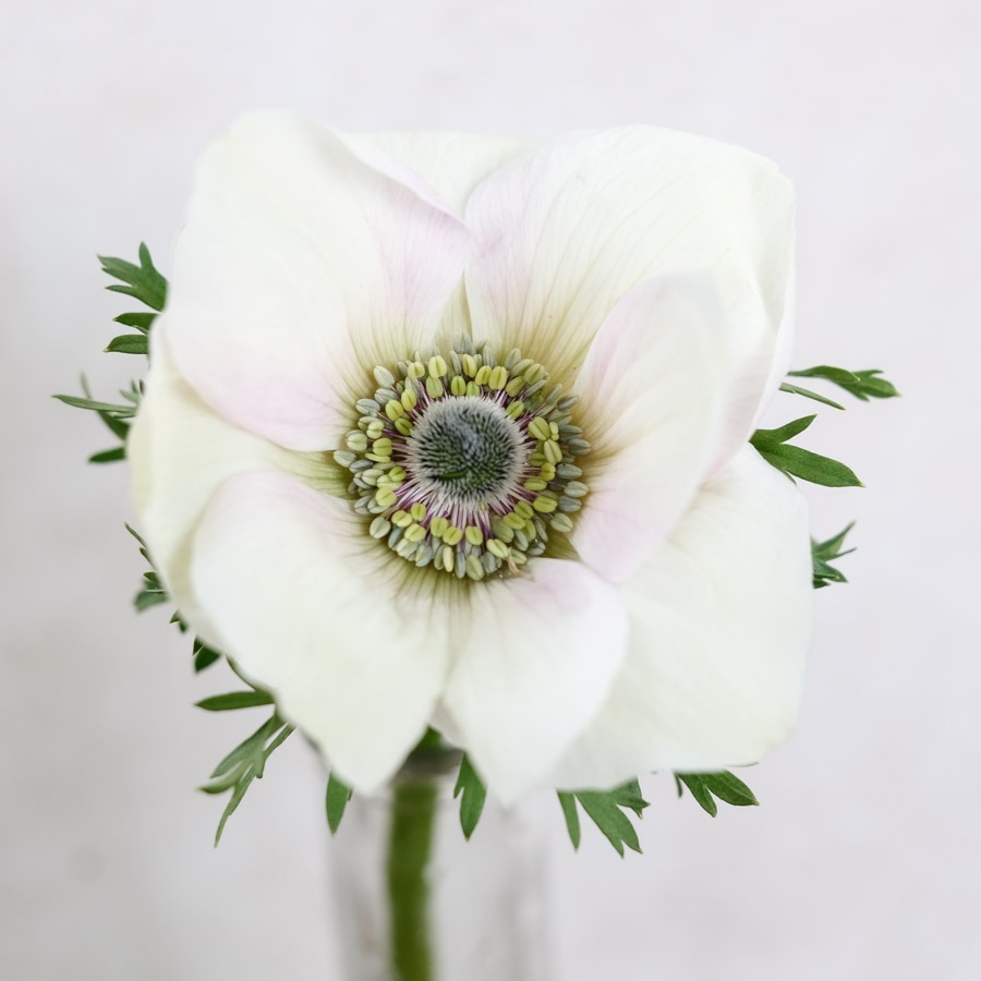 Kronen-Anemone 'Mistral Plus® Bianco'