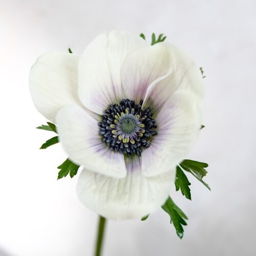 Kronen-Anemone 'Mistral Plus® Panda'