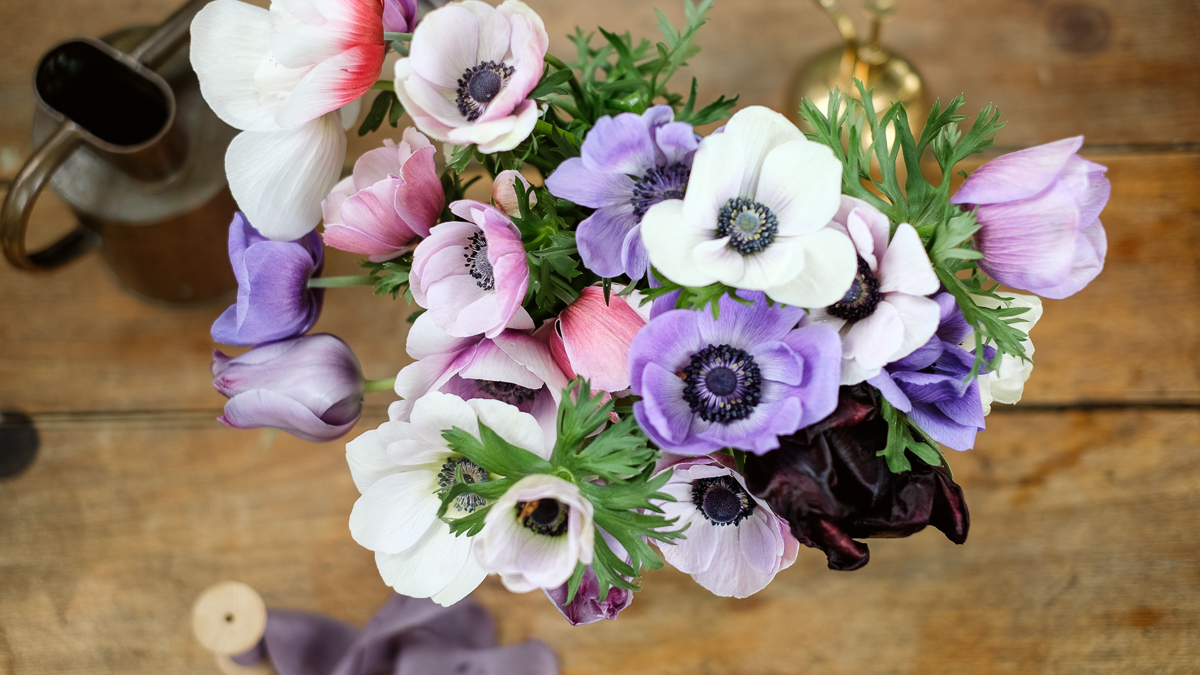 anemonen
