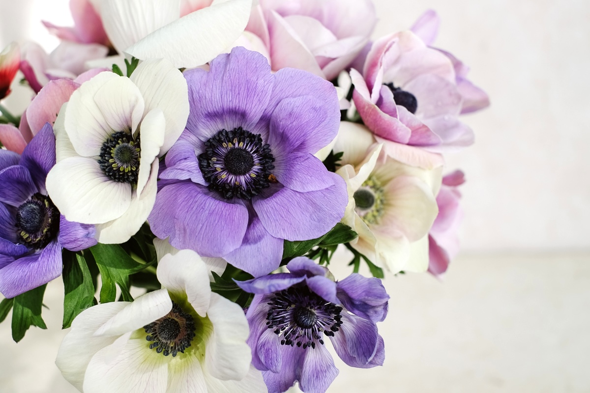 Anemonen