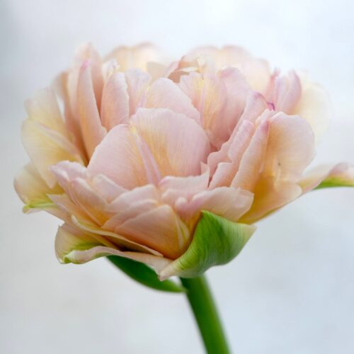 Tulip 'Dreamer'