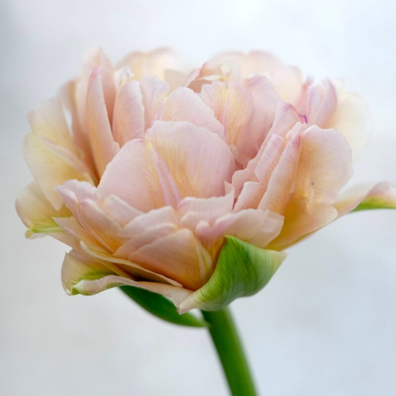 Tulip 'Dreamer'
