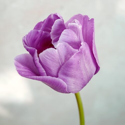 Tulpe Bleu Aimable