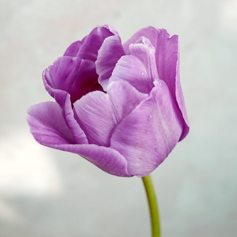 Tulpe Bleu Aimable