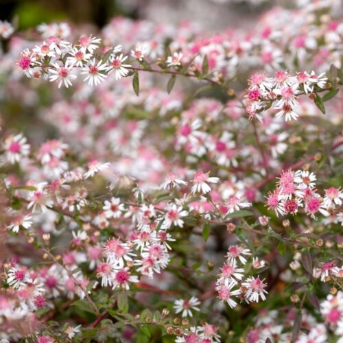 Aster Lady in Black