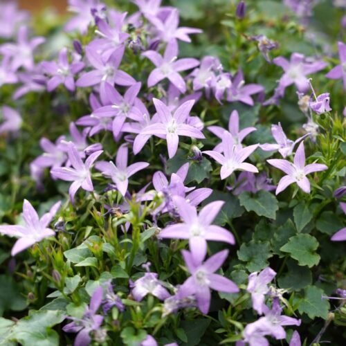 Campanula poscharskyana 'Lisduggan'