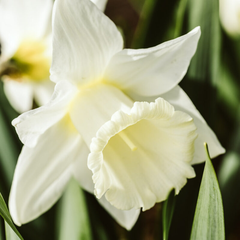 Daffodil 'Mount Hood'