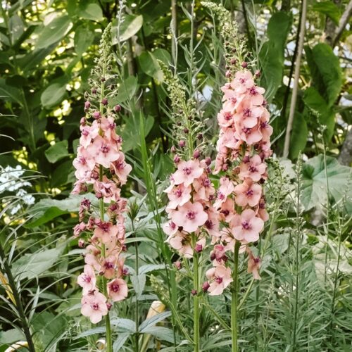 Verbascum hybridum 'Southern Charme' (Königskerze)