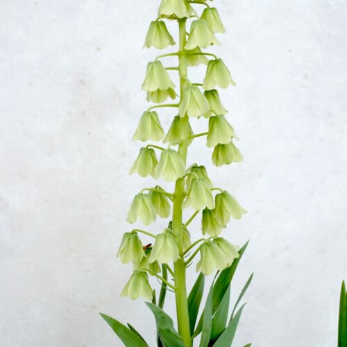 Fritillaria persica 'Alba' (Persische Kaiserkrone)