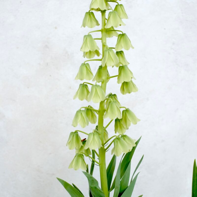 Fritillaria persica 'Alba' (Persische Kaiserkrone)