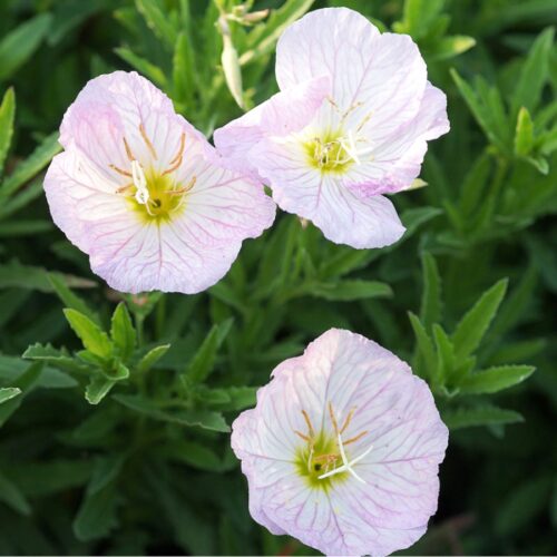 Oenothera speciosa 'Siskiyou' (Nachtkerze)
