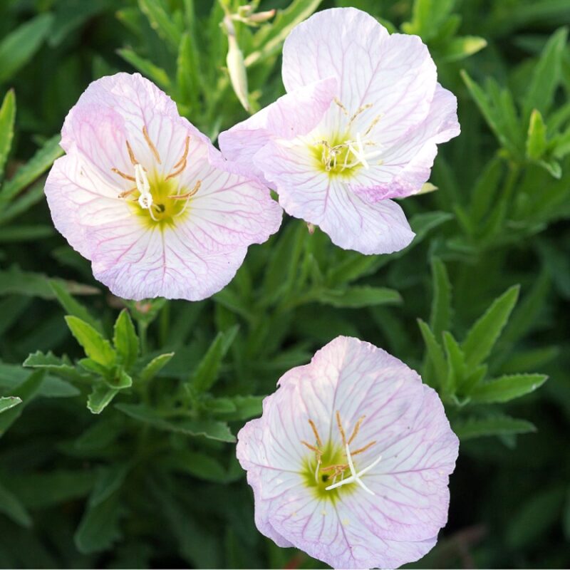 Oenothera speciosa 'Siskiyou' (Nachtkerze)