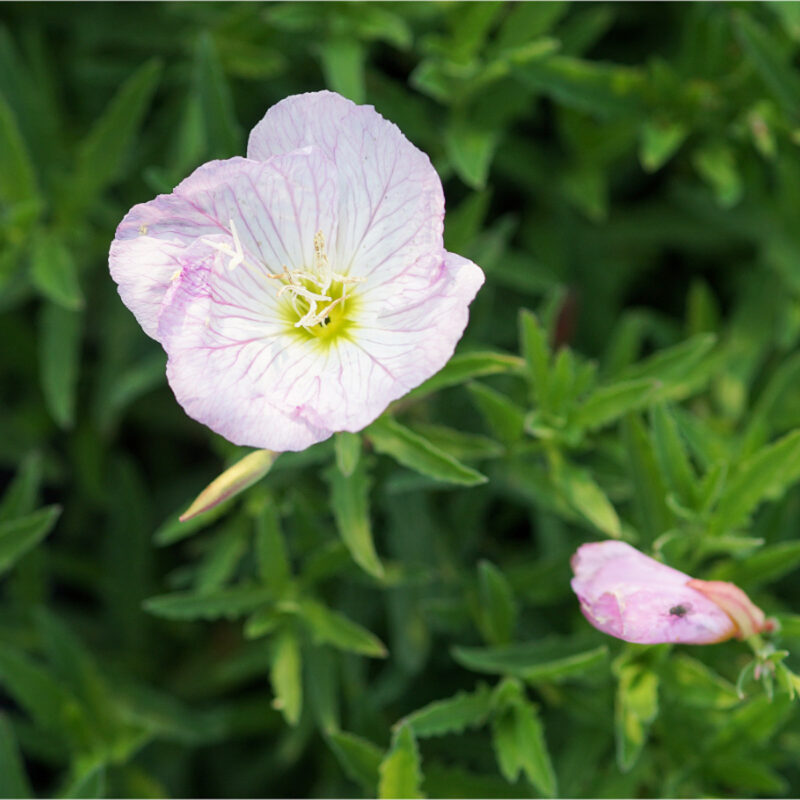 Oenothera speciosa 'Siskiyou' (Nachtkerze) – Bild 2