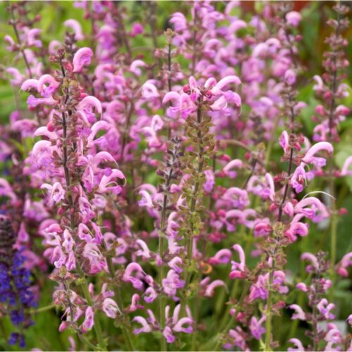 Salvia pratensis 'Rose Rhapsody' (Rosa Wiesen-Salbei)
