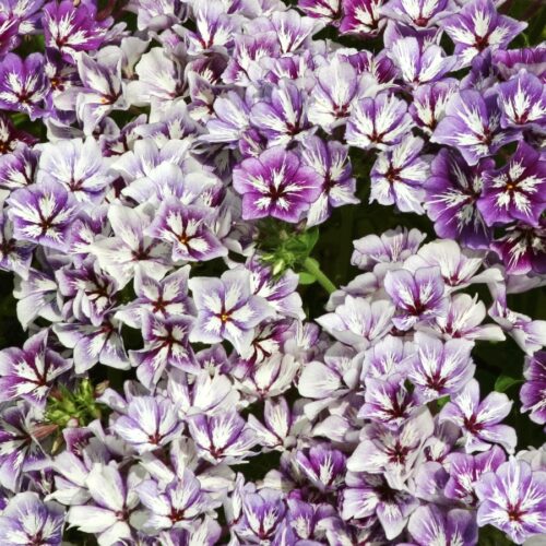 Phlox drummondii 'Sugar Stars' (Annual Phlox)