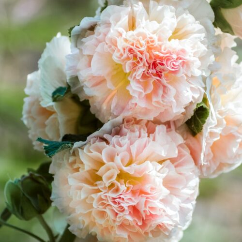 Alcea rosea 'Queeny Salmon' (Hollyhock)