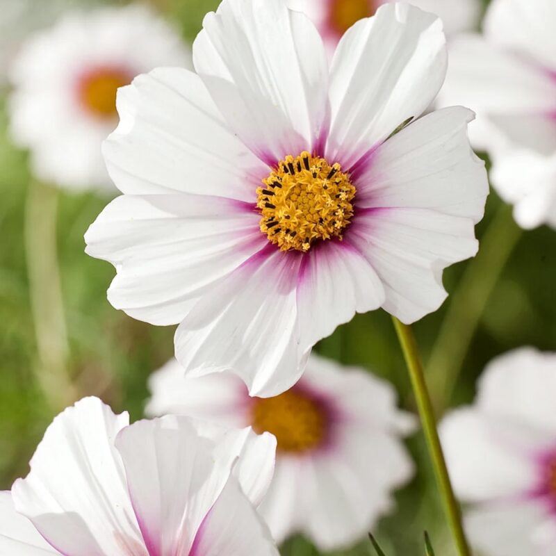 Cosmos bipinnatus 'Daydream' (Cosmos)