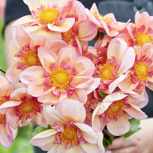 Dahlie 'Campus Metier Nature'