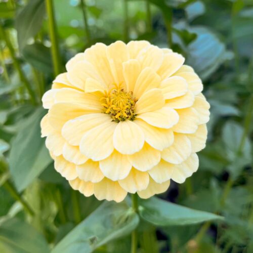 Zinnia elegans 'Isabellina' (Zinnie)