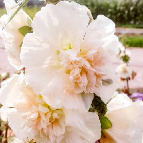 alecea queeny salmon