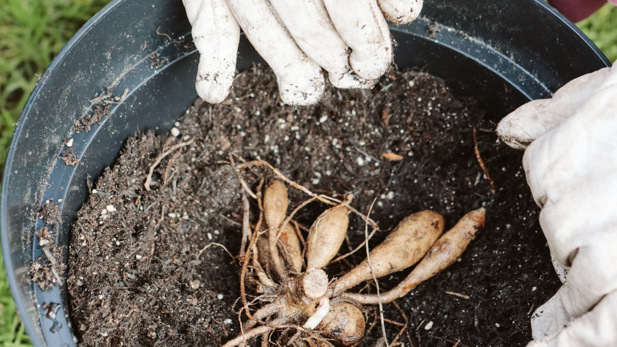 Dahlienknolle Dahlien