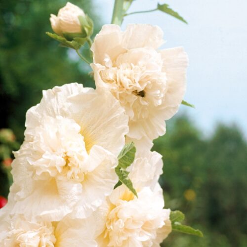 Alcea rosea 'Majorette Double Champagne' (Hollyhock)