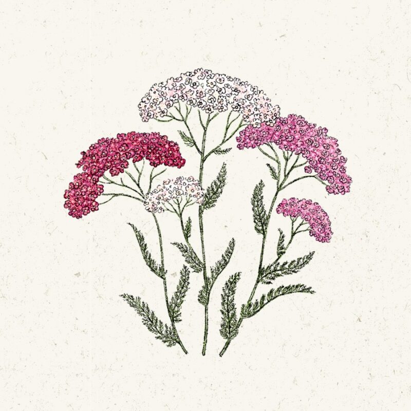Achillea millefolium 'Summer Berries' (Yarrow) - Image 2